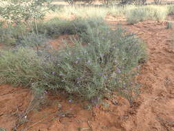 Imagem de Eremophila gilesii F Muell.