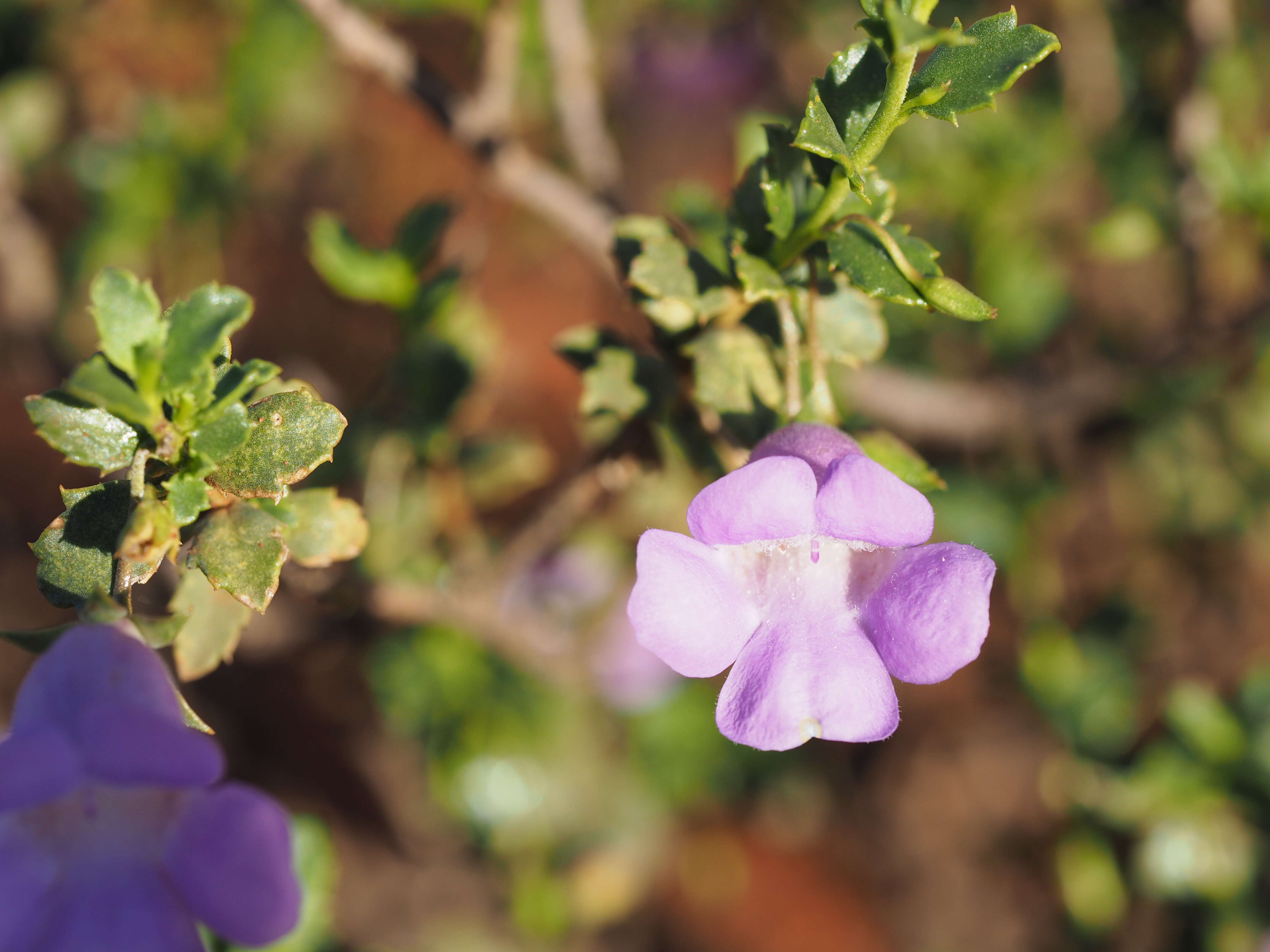 Imagem de Eremophila gilesii F Muell.