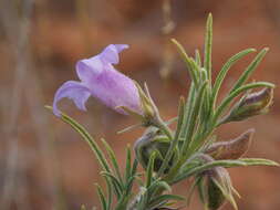 Imagem de Eremophila gilesii F Muell.