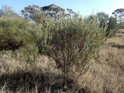 صورة Eremophila glabra (R. Br.) Ostenf.