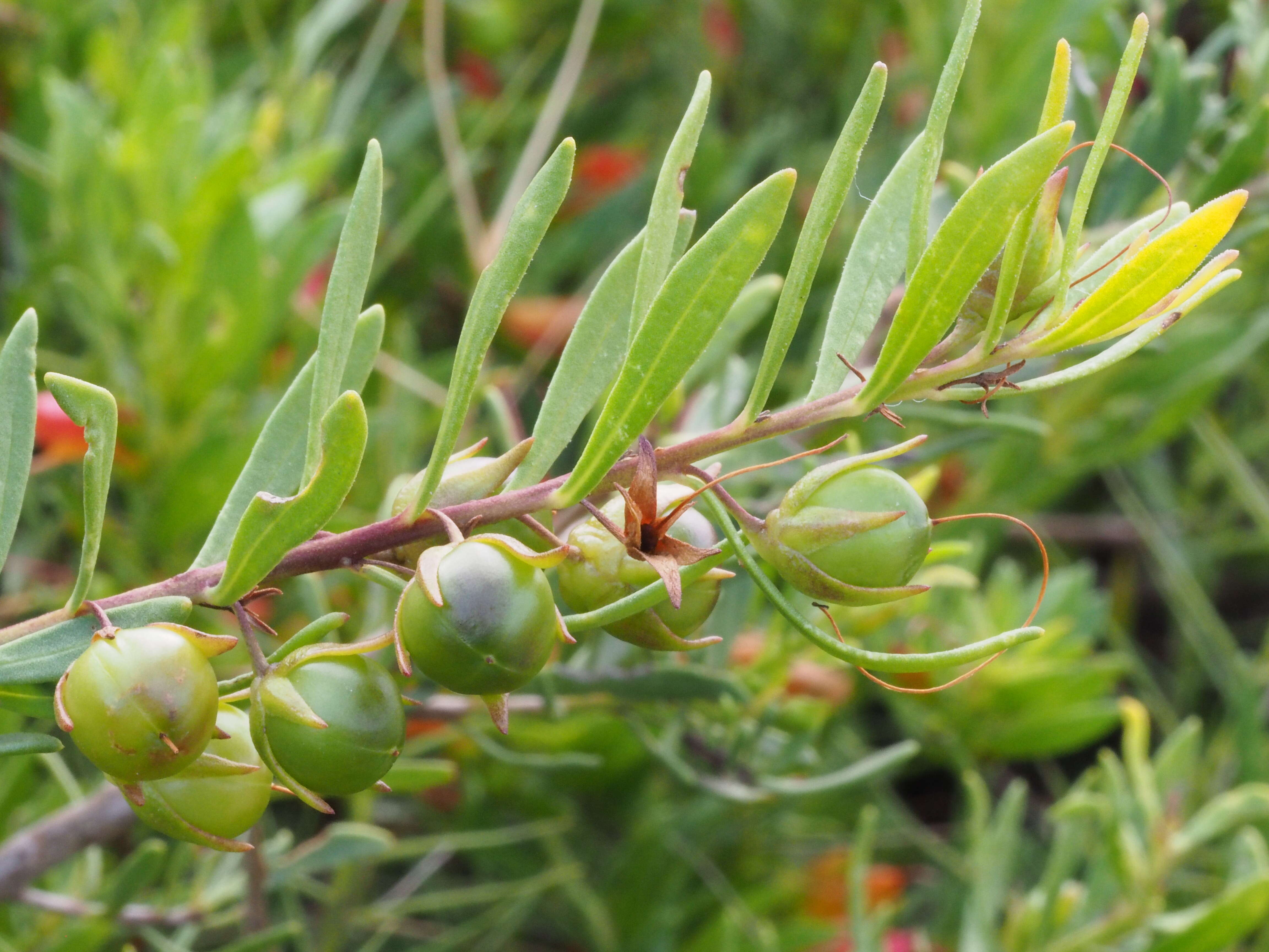 صورة Eremophila glabra (R. Br.) Ostenf.