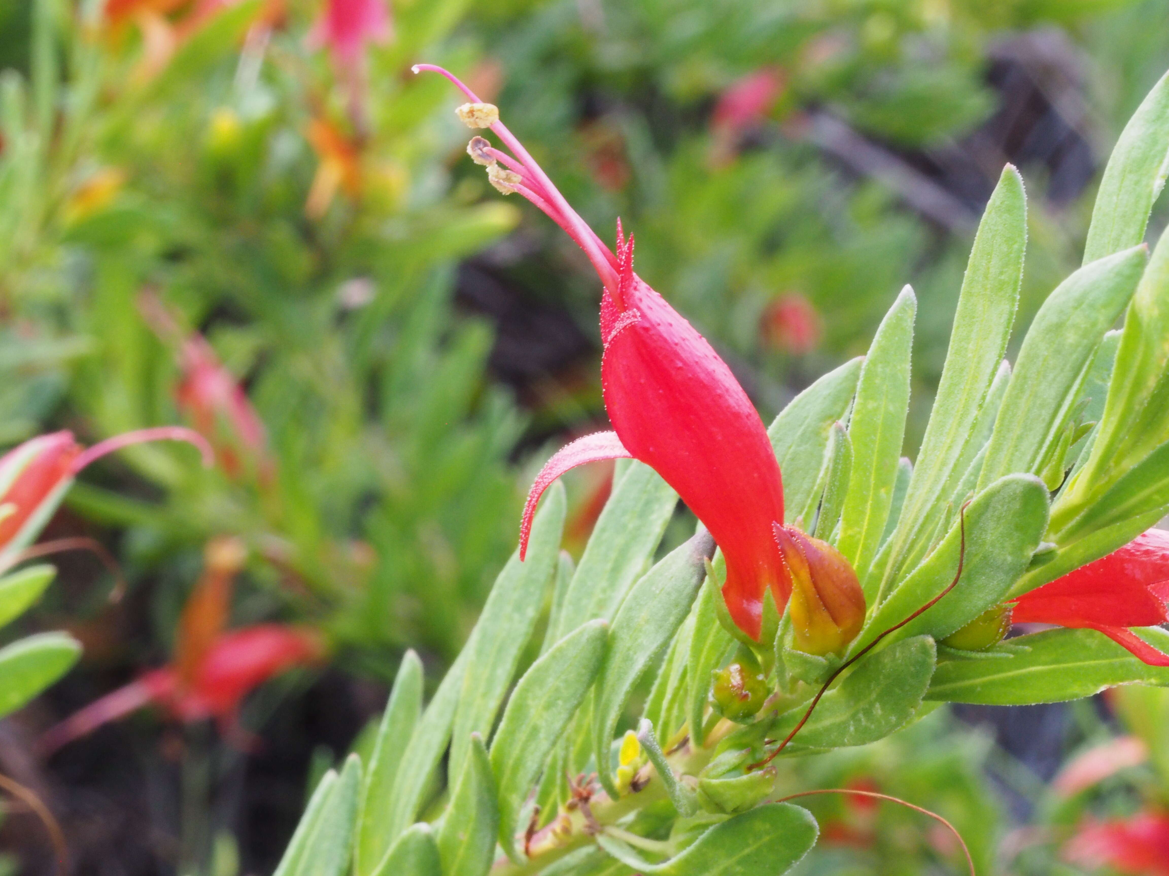 صورة Eremophila glabra (R. Br.) Ostenf.