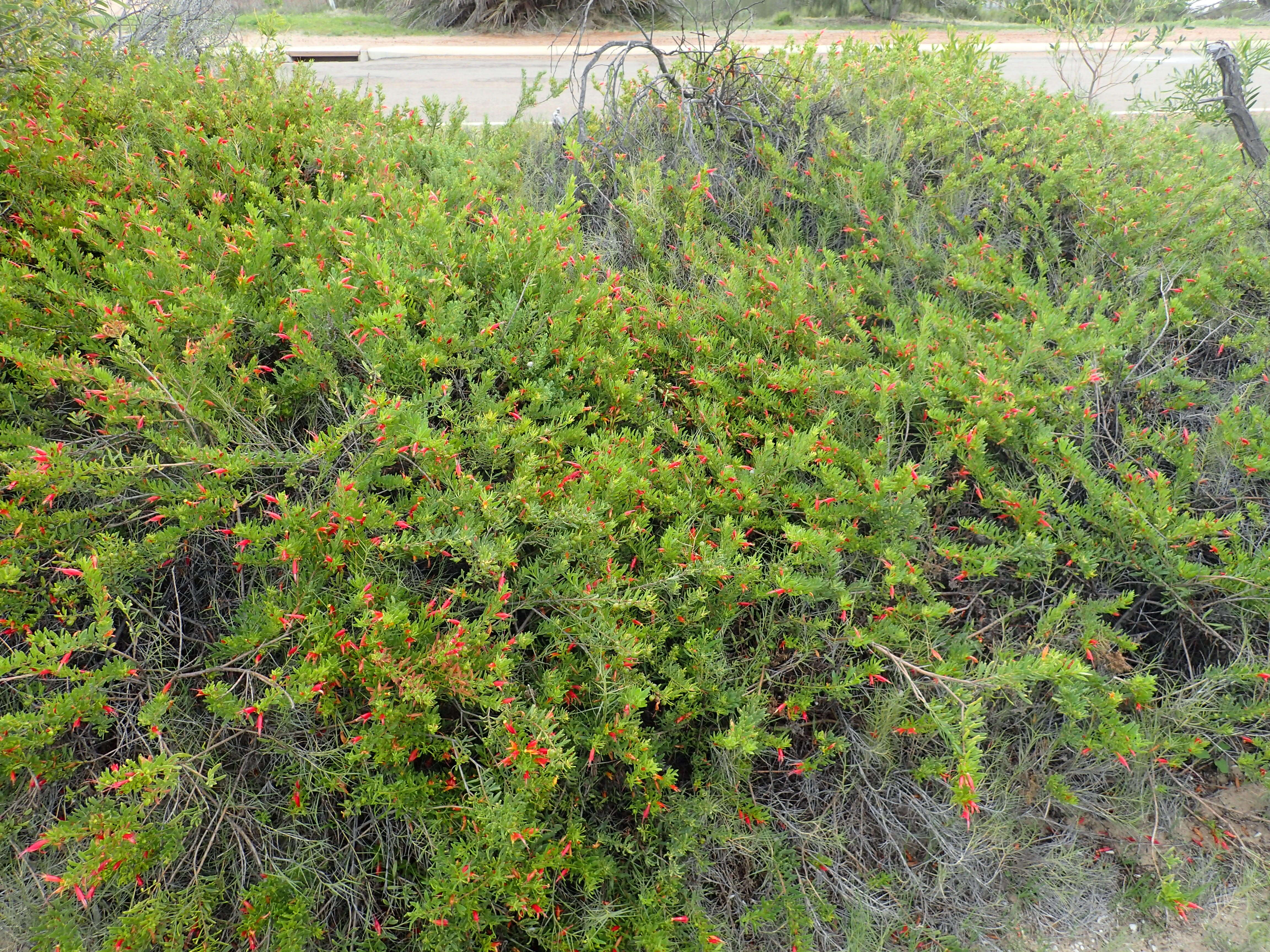 صورة Eremophila glabra (R. Br.) Ostenf.