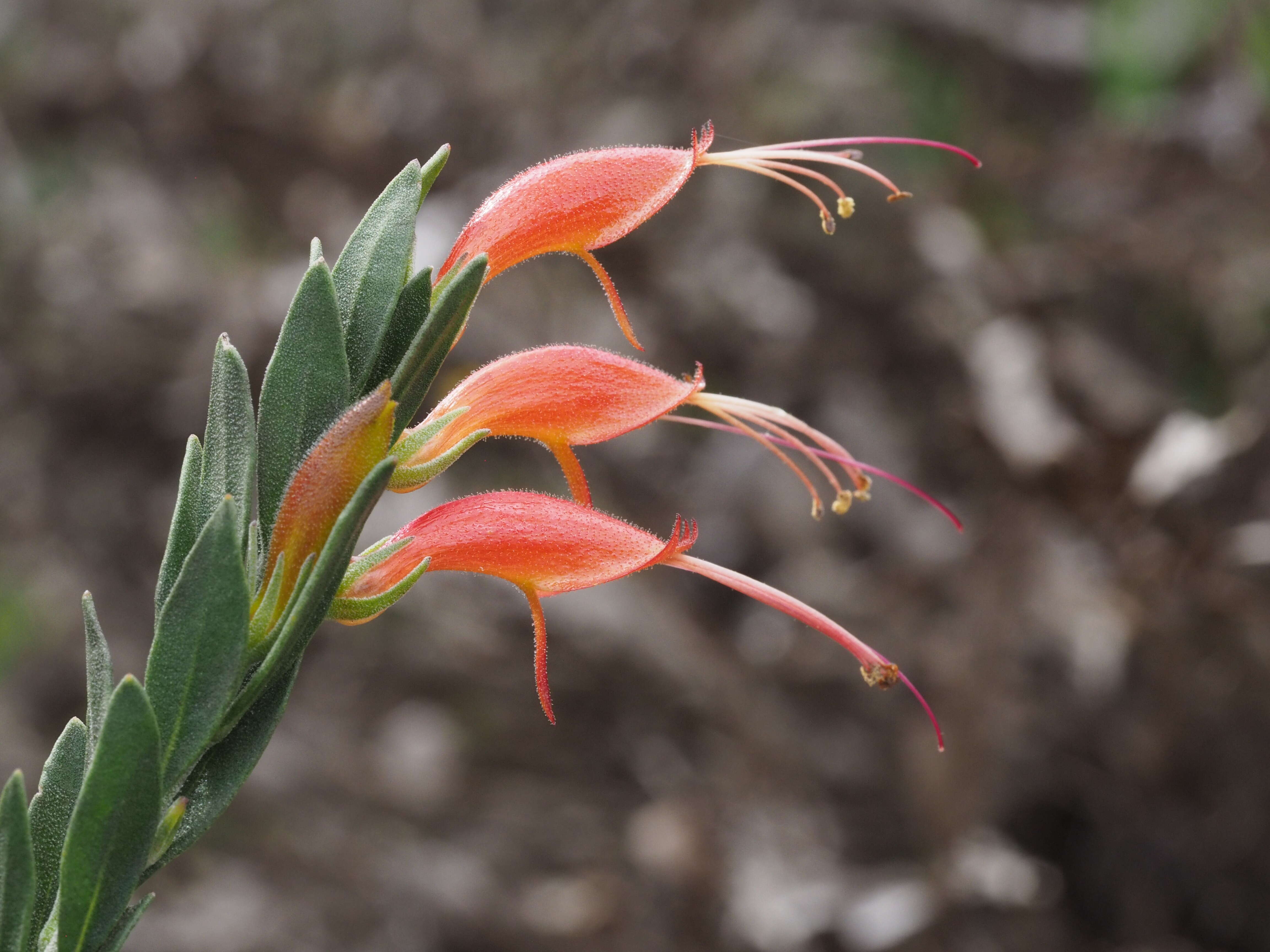 صورة Eremophila glabra (R. Br.) Ostenf.