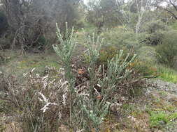 صورة Eremophila glabra (R. Br.) Ostenf.