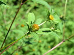 صورة Bidens frondosa L.