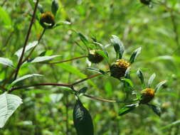 صورة Bidens frondosa L.