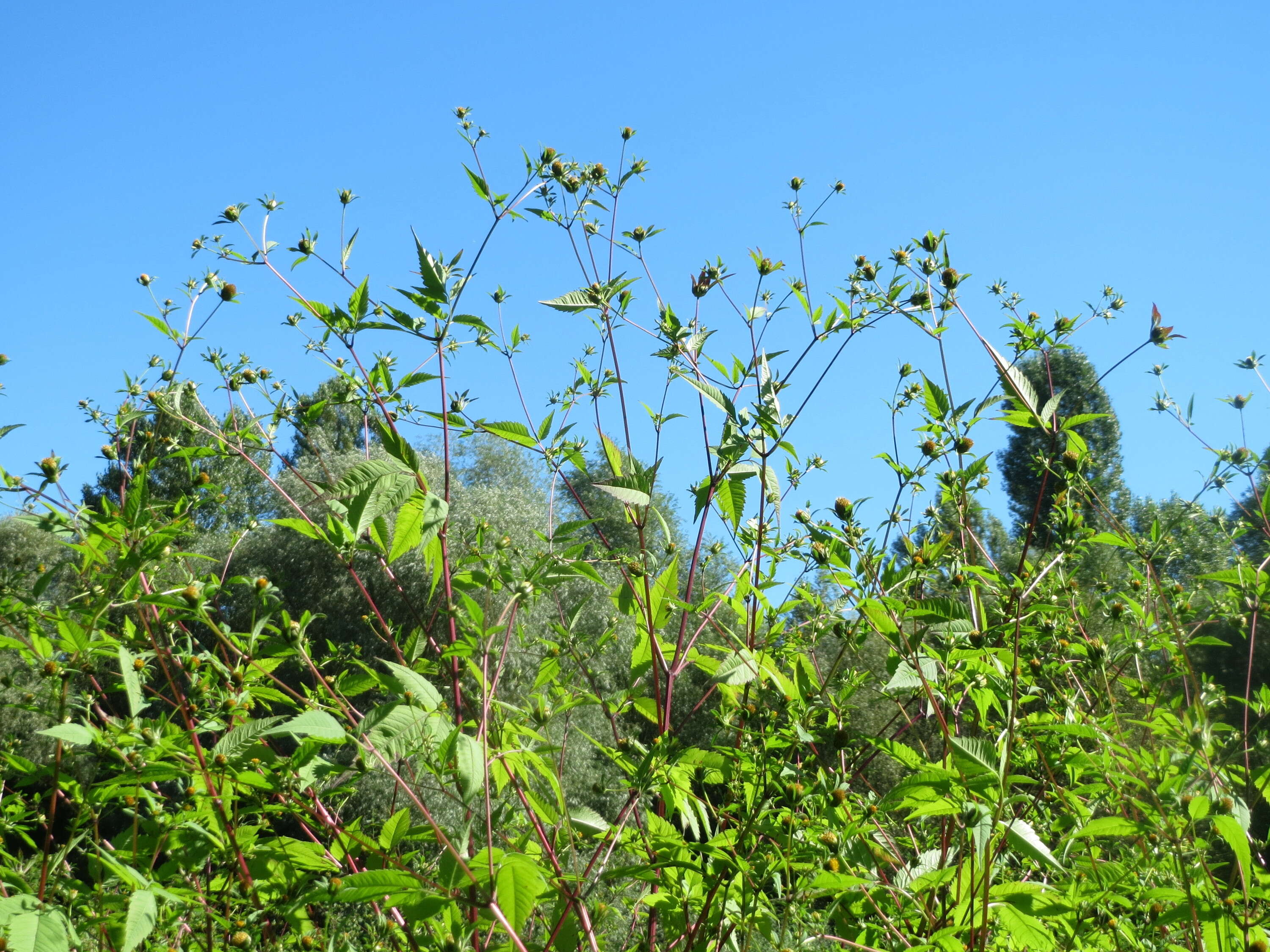 صورة Bidens frondosa L.