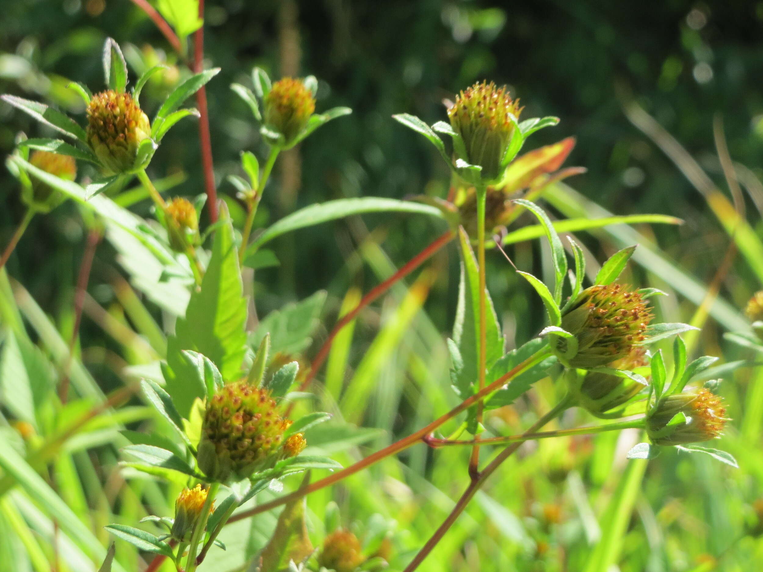 صورة Bidens frondosa L.