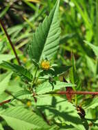 صورة Bidens frondosa L.