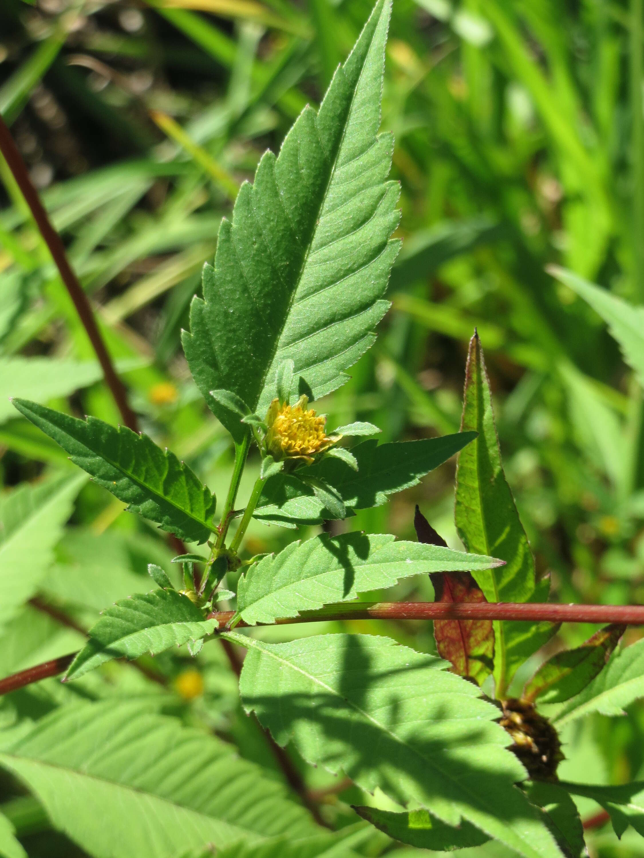 صورة Bidens frondosa L.