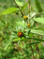 صورة Bidens frondosa L.