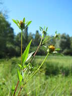 صورة Bidens frondosa L.