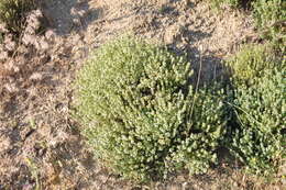 Image of Thymus zygis L.