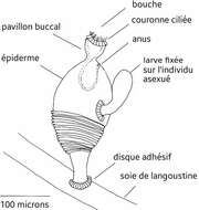 Image of cycliophorans