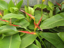 Plancia ëd Heliconia latispatha Benth.