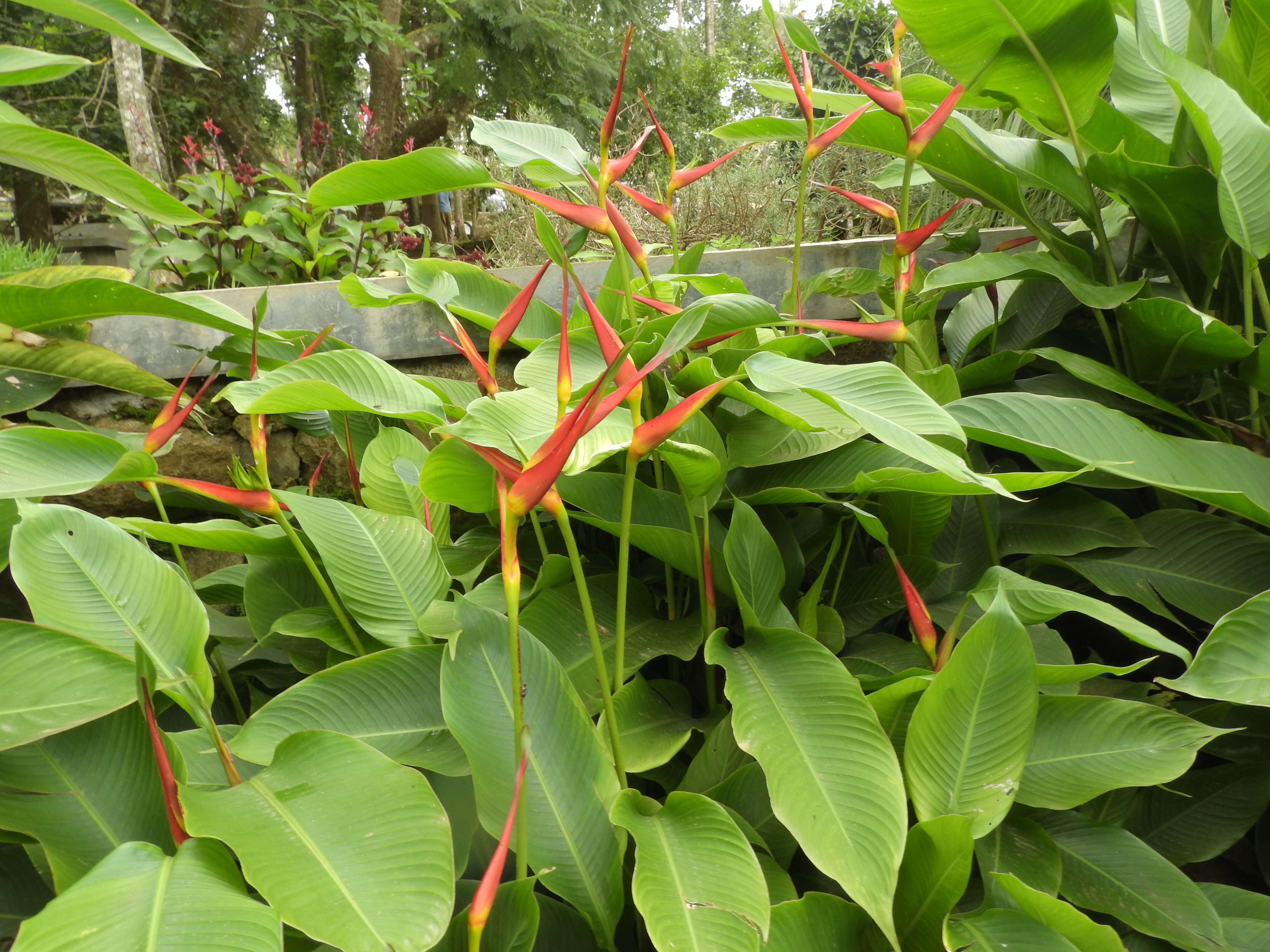 Plancia ëd Heliconia latispatha Benth.