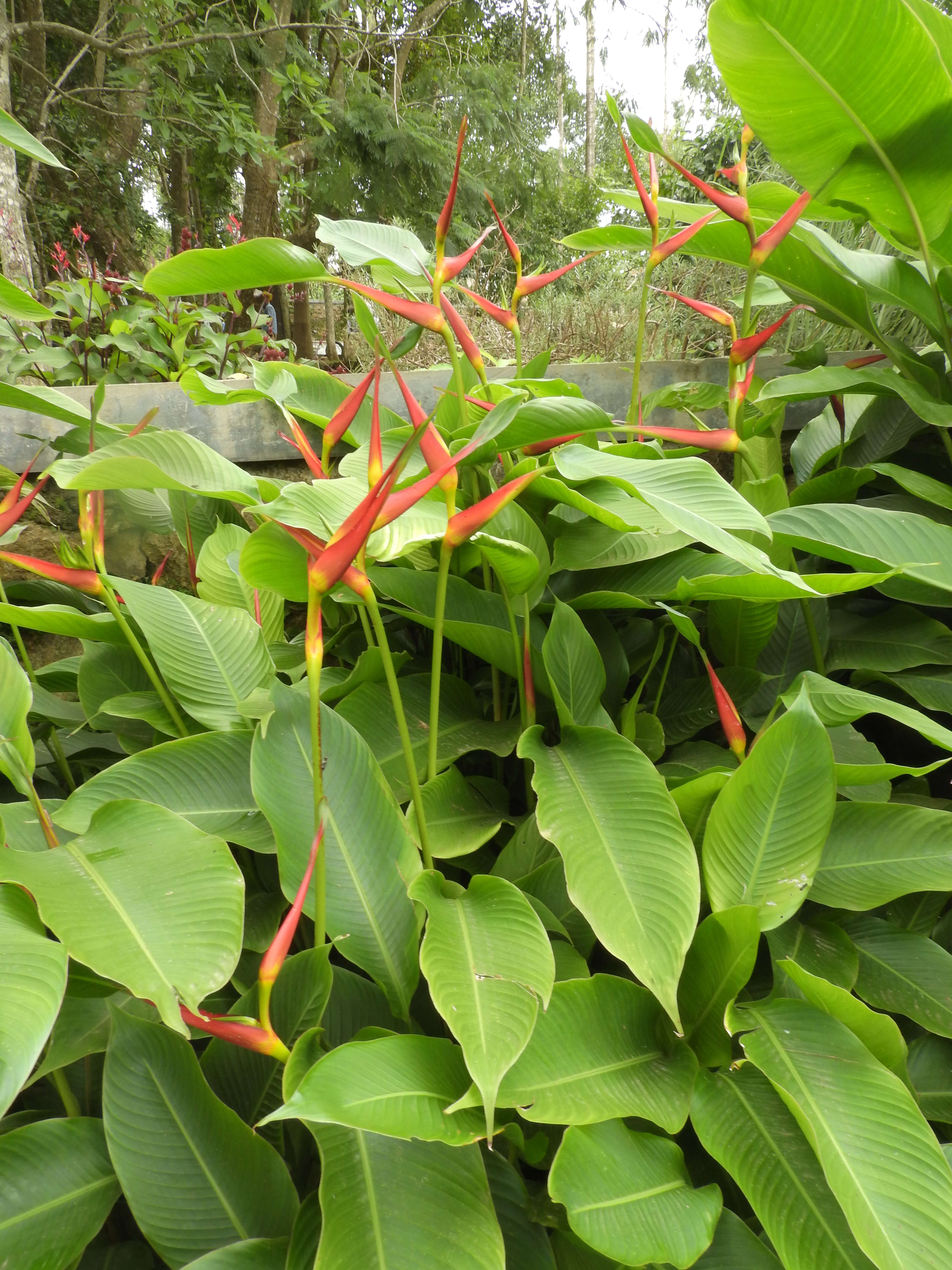 صورة Heliconia latispatha Benth.