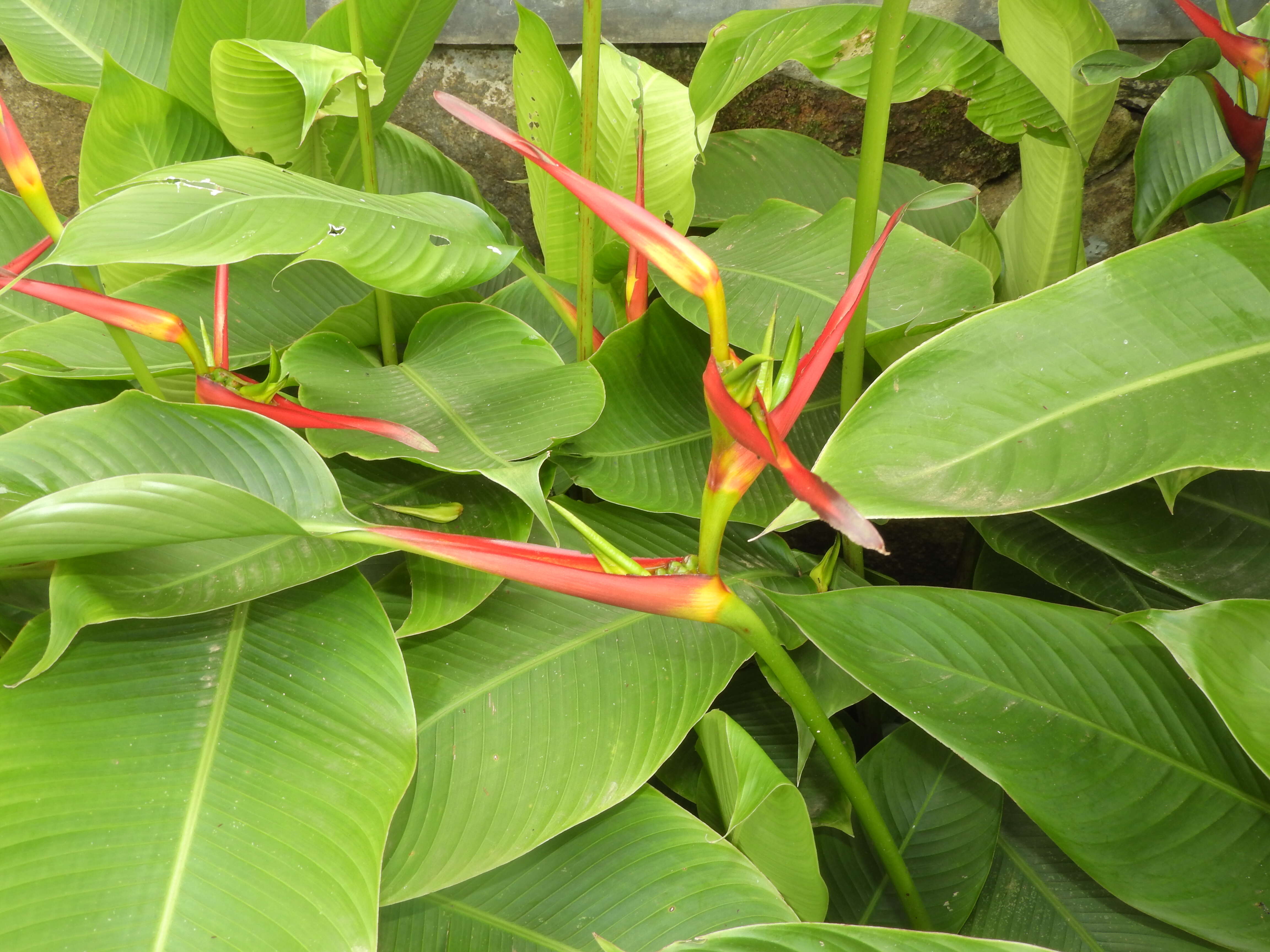 Plancia ëd Heliconia latispatha Benth.