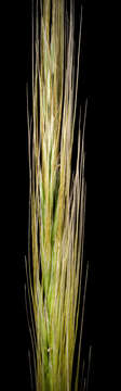 Image of clovenfoot plumegrass