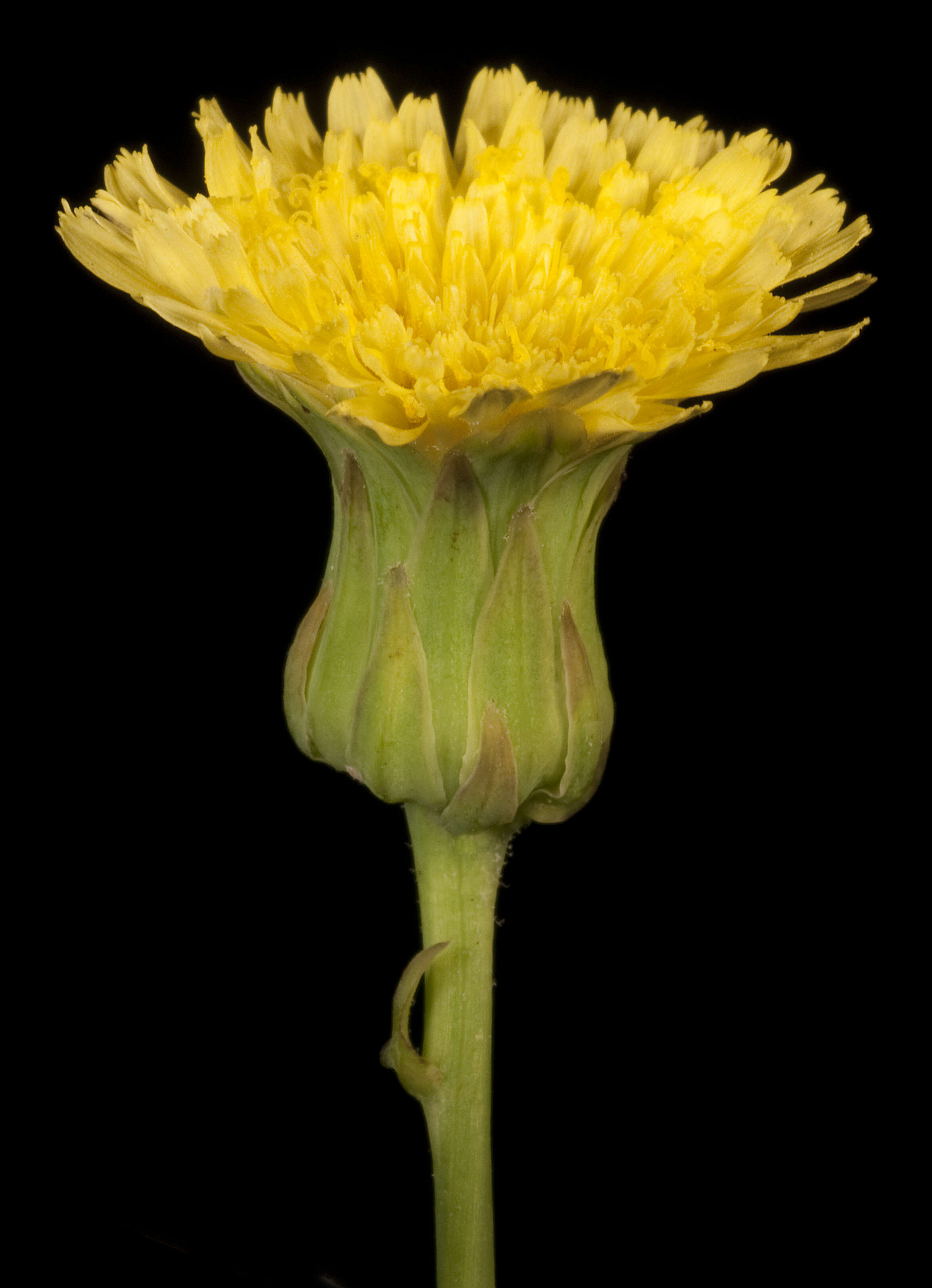 صورة Sonchus megalocarpus (Hook. fil.) J. Black