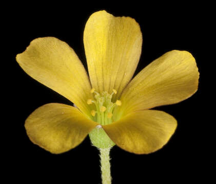 Image of shady woodsorrel