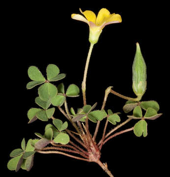 Image de Oxalis exilis A. Cunn.