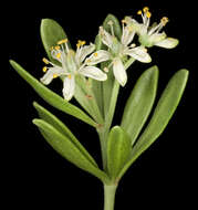 Image of Nitraria billardierei DC.
