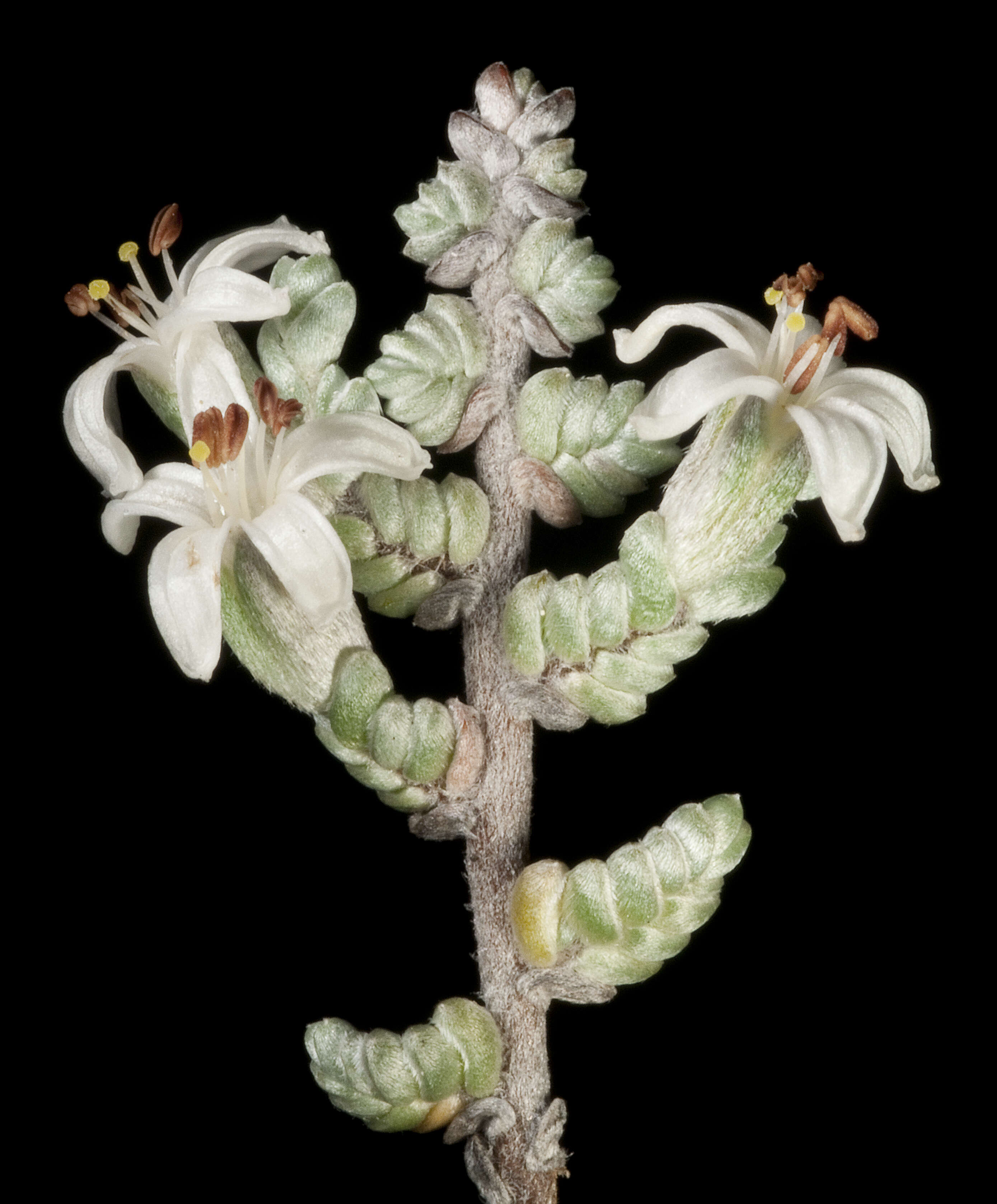 Image of Wilsonia humilis R. Br.