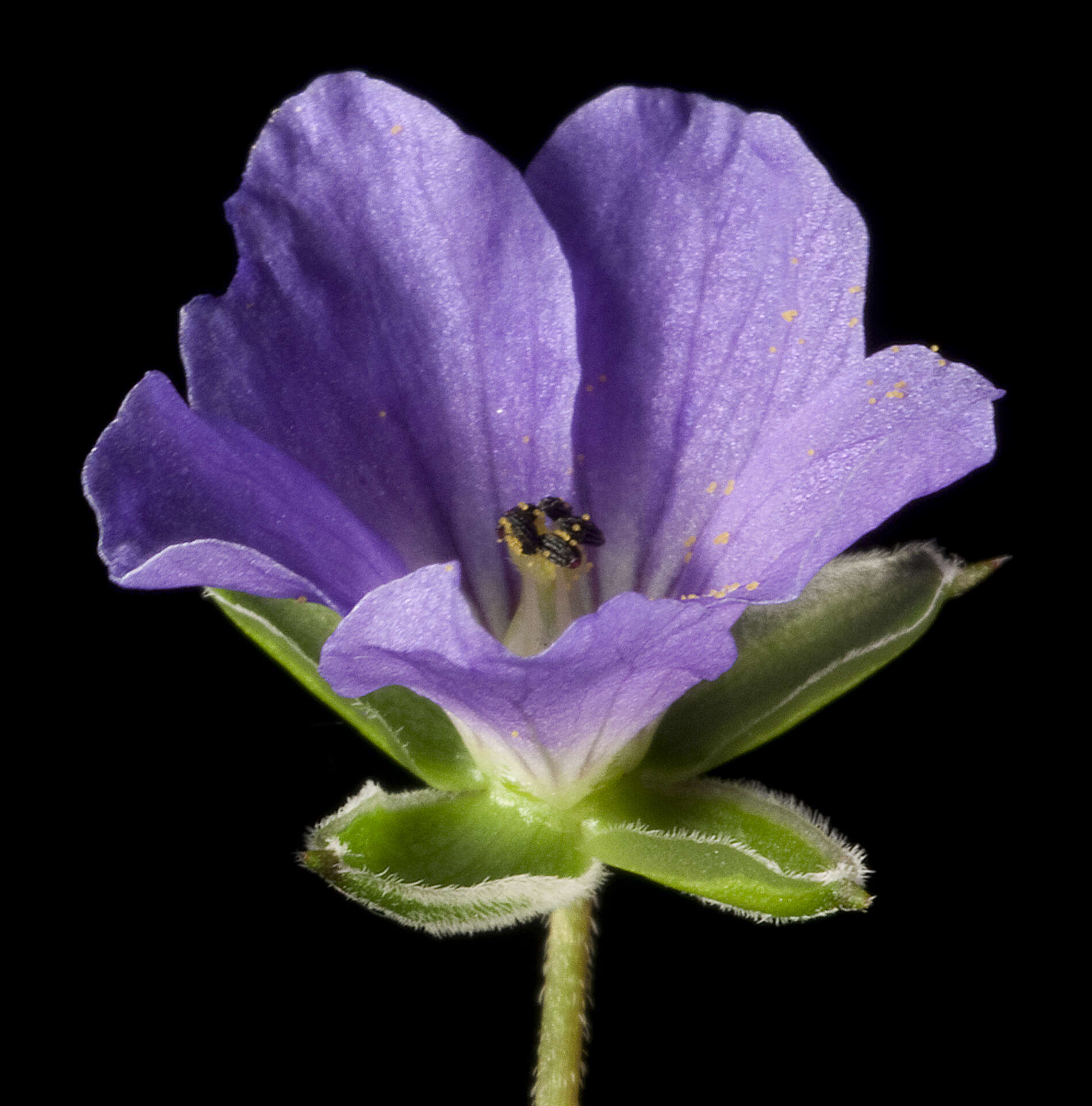 Image of Australian stork's bill