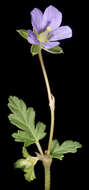 Image of Australian stork's bill