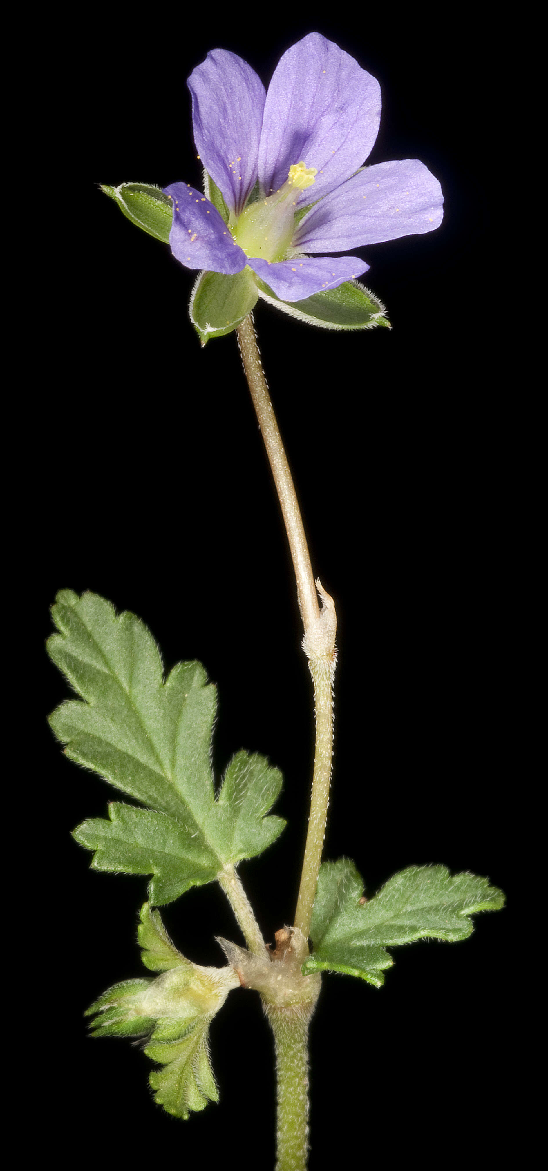 Image of Australian stork's bill