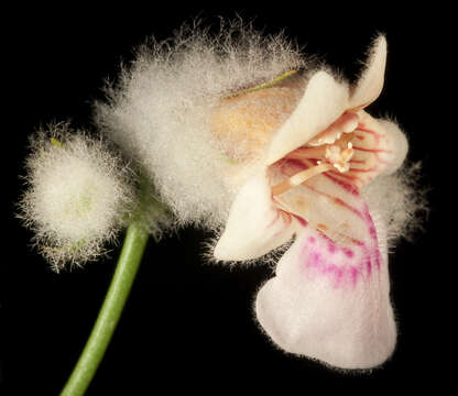 Image of Quoya loxocarpa (F. Muell.) B. J. Conn & Henwood