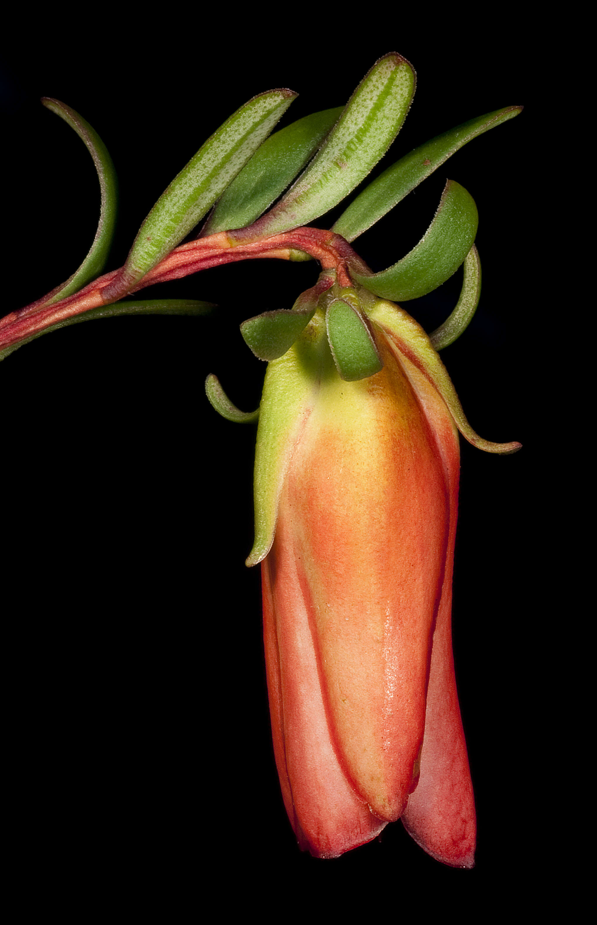 Image of Darwinia hypericifolia (Turcz.) Domin