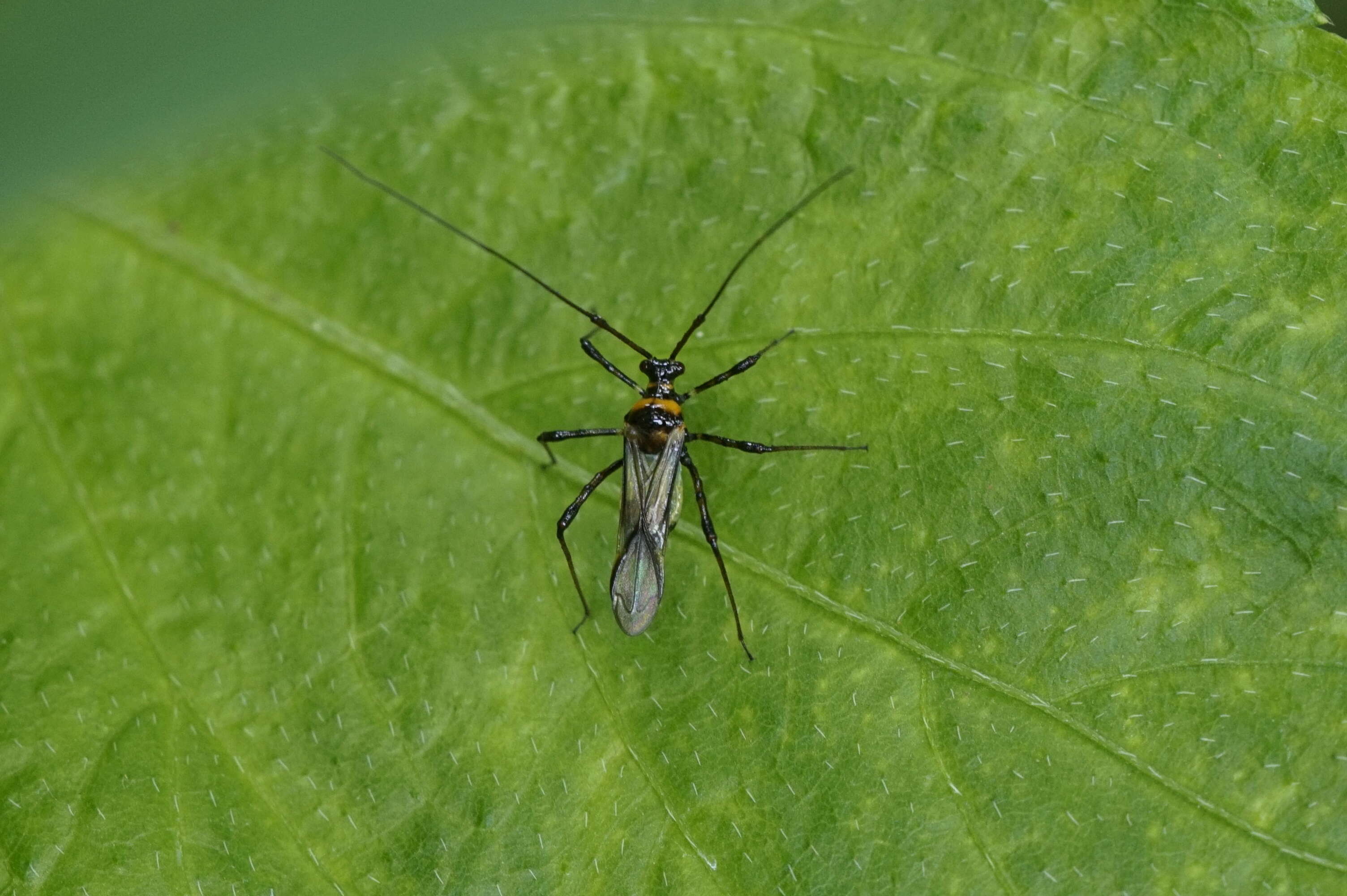 Слика од Helopeltis