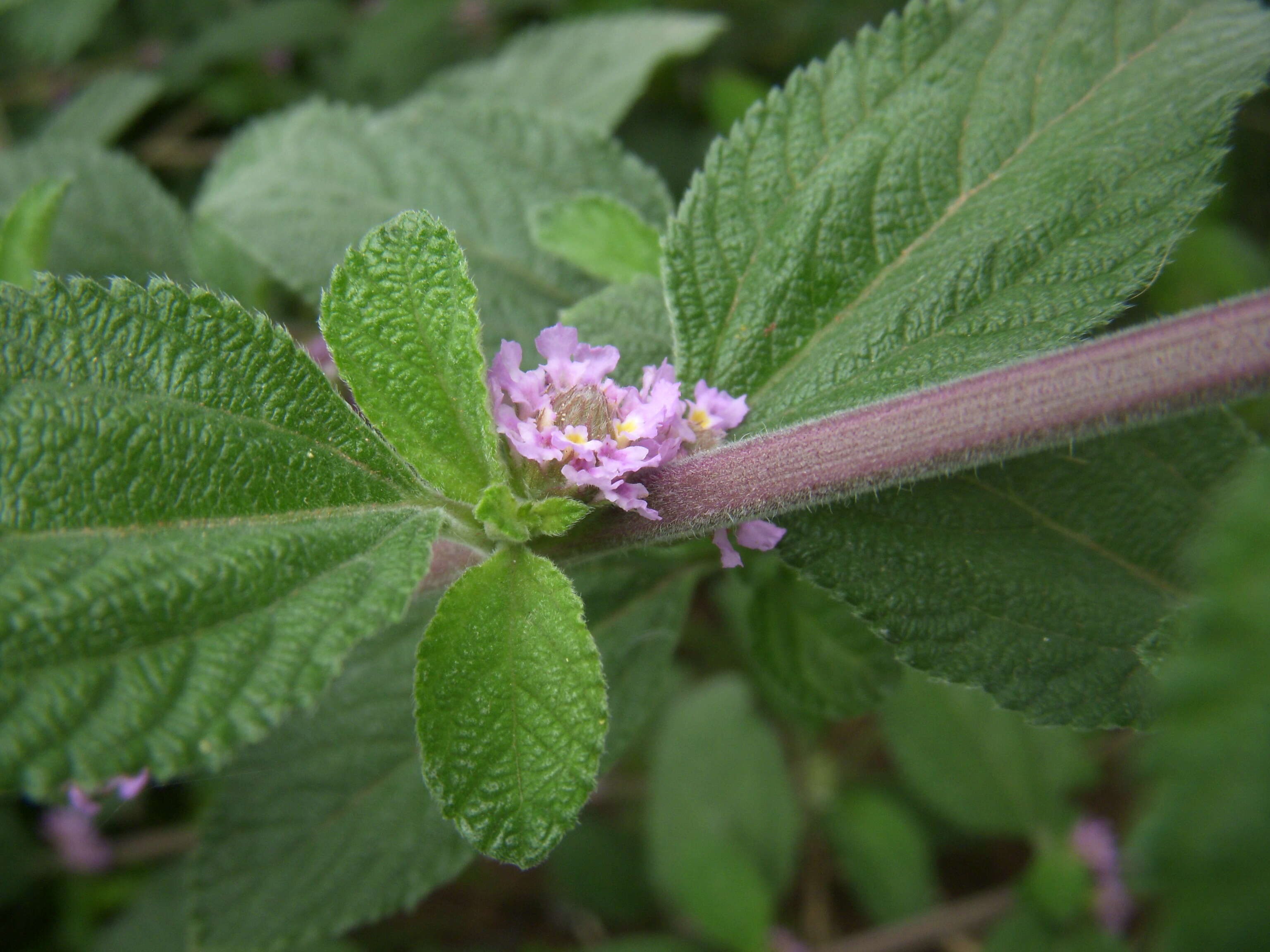 Image of bushy lippia