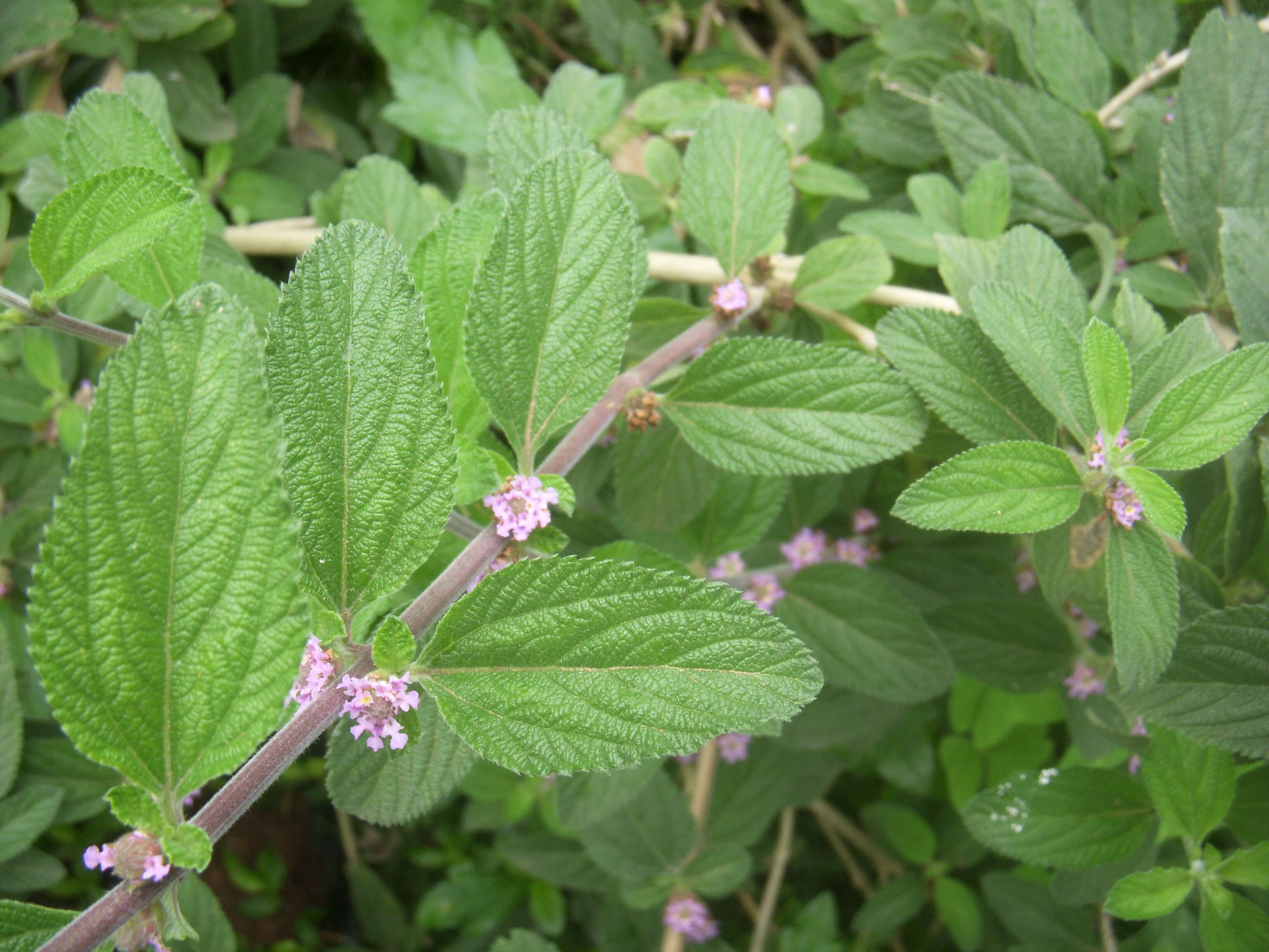 Image of bushy lippia