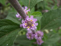 Image of bushy lippia