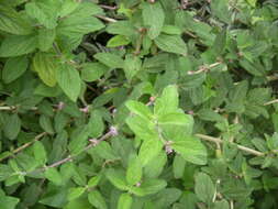 Image of bushy lippia