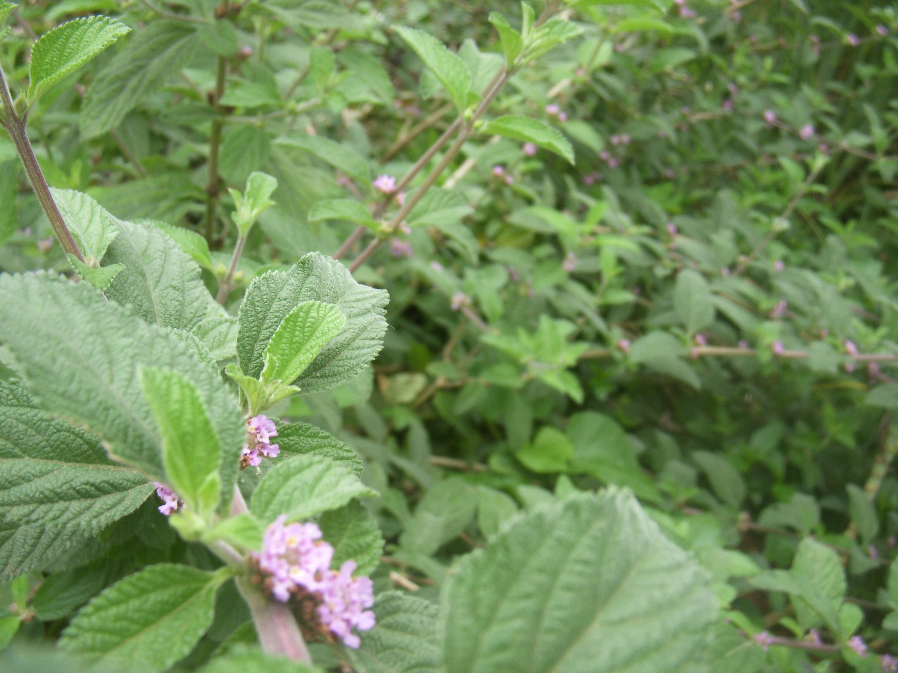 Image of bushy lippia