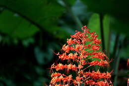 Imagem de Clerodendrum paniculatum L.