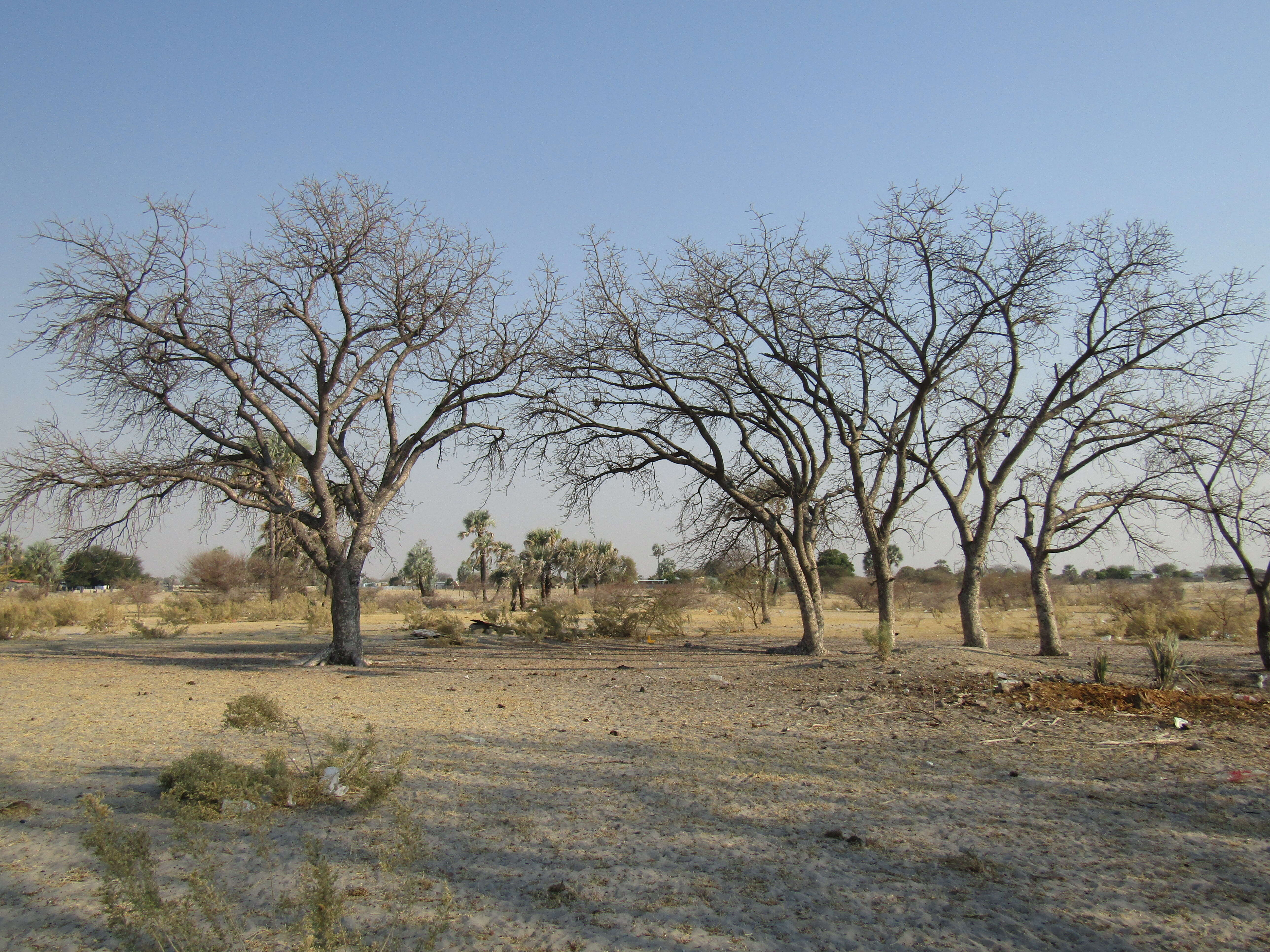 Image of marula