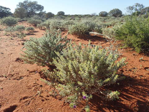 صورة Eremophila mackinlayi F. Muell.