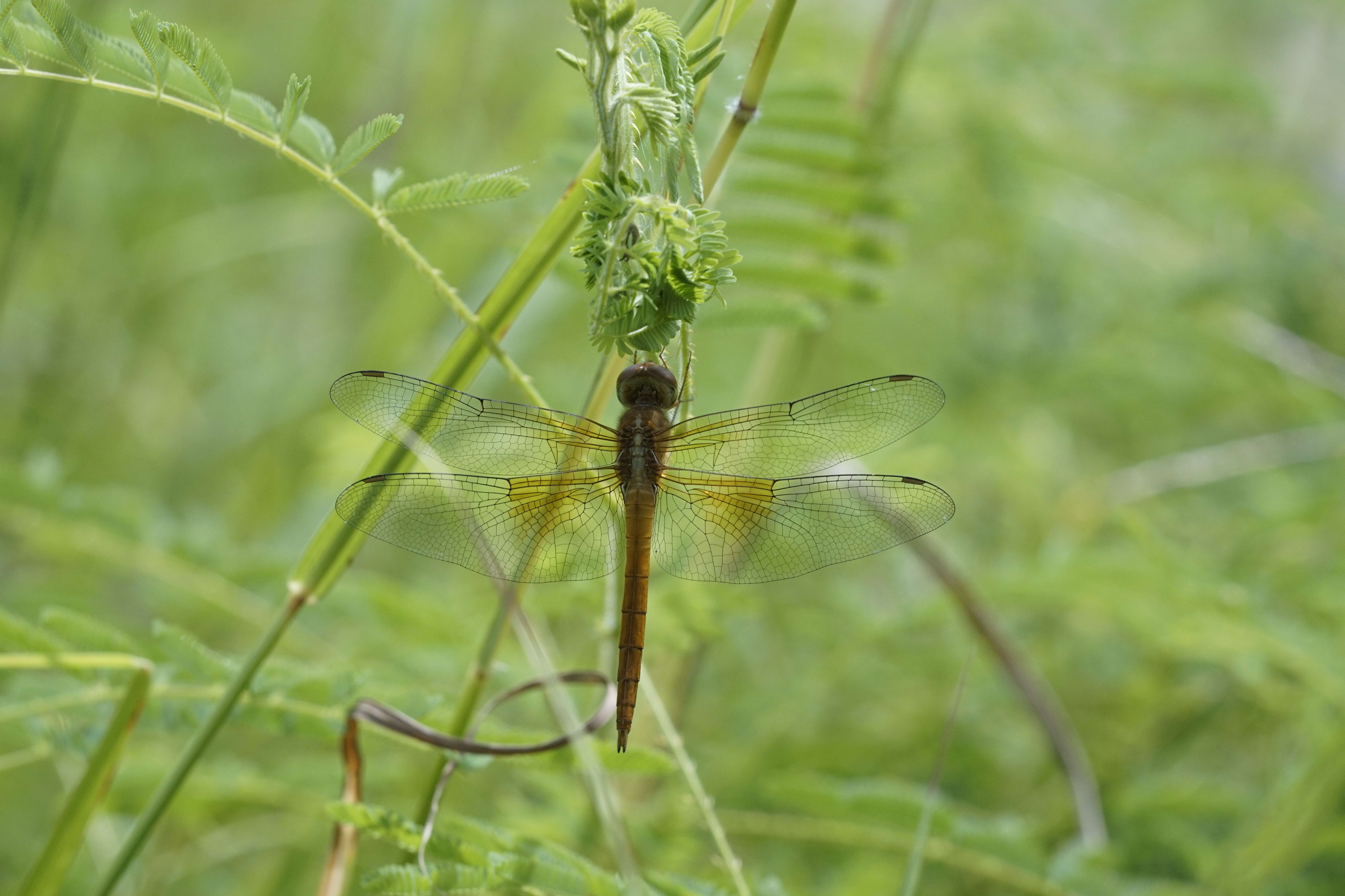 Image of Rainpool Gliders