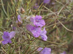 Eremophila margarethae S. Moore resmi