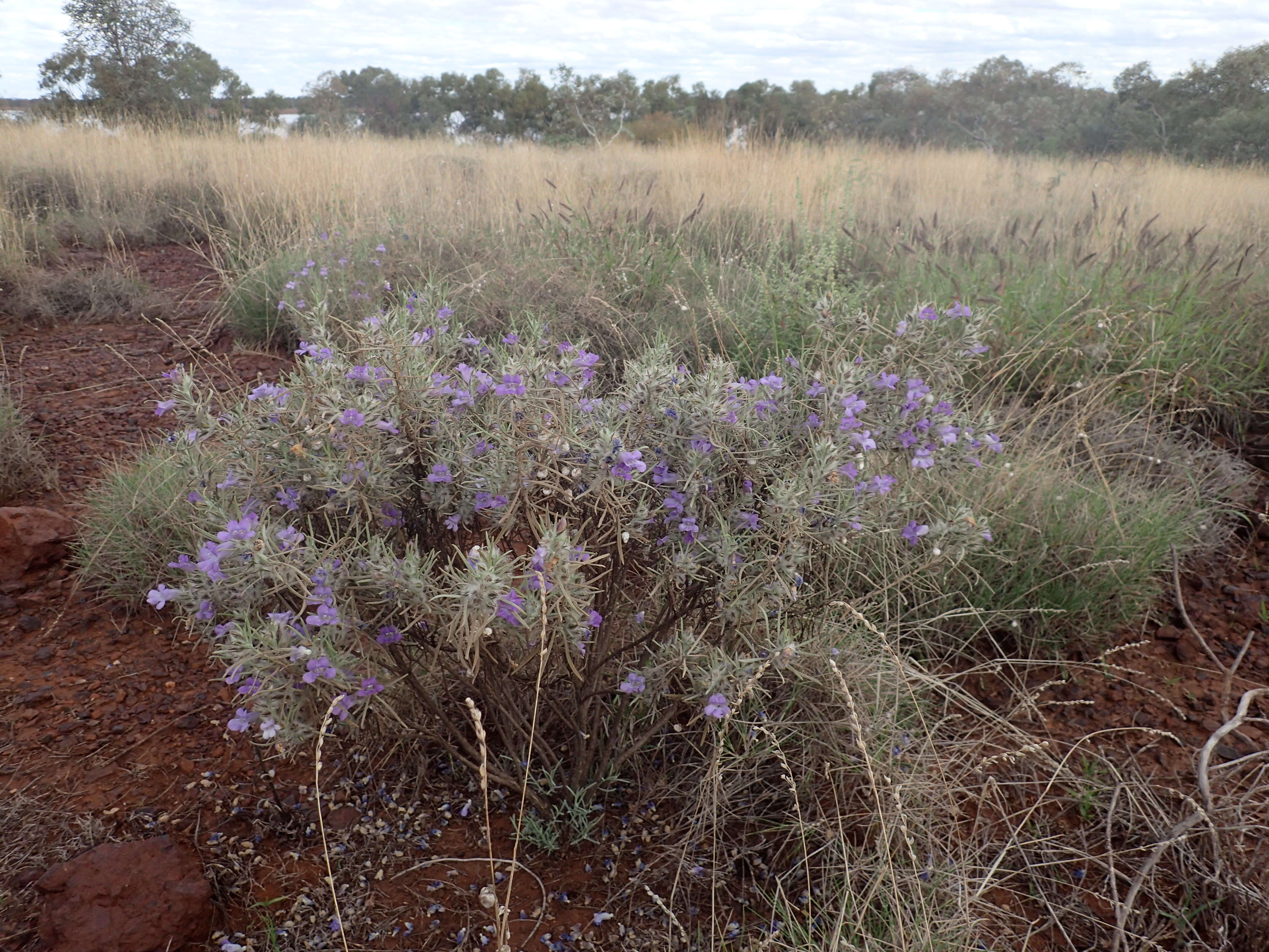 Eremophila margarethae S. Moore resmi