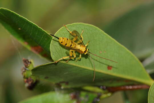 Image of Parasitoid wasp