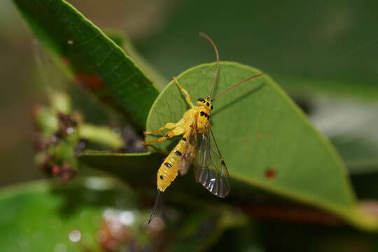 Image of Parasitoid wasp