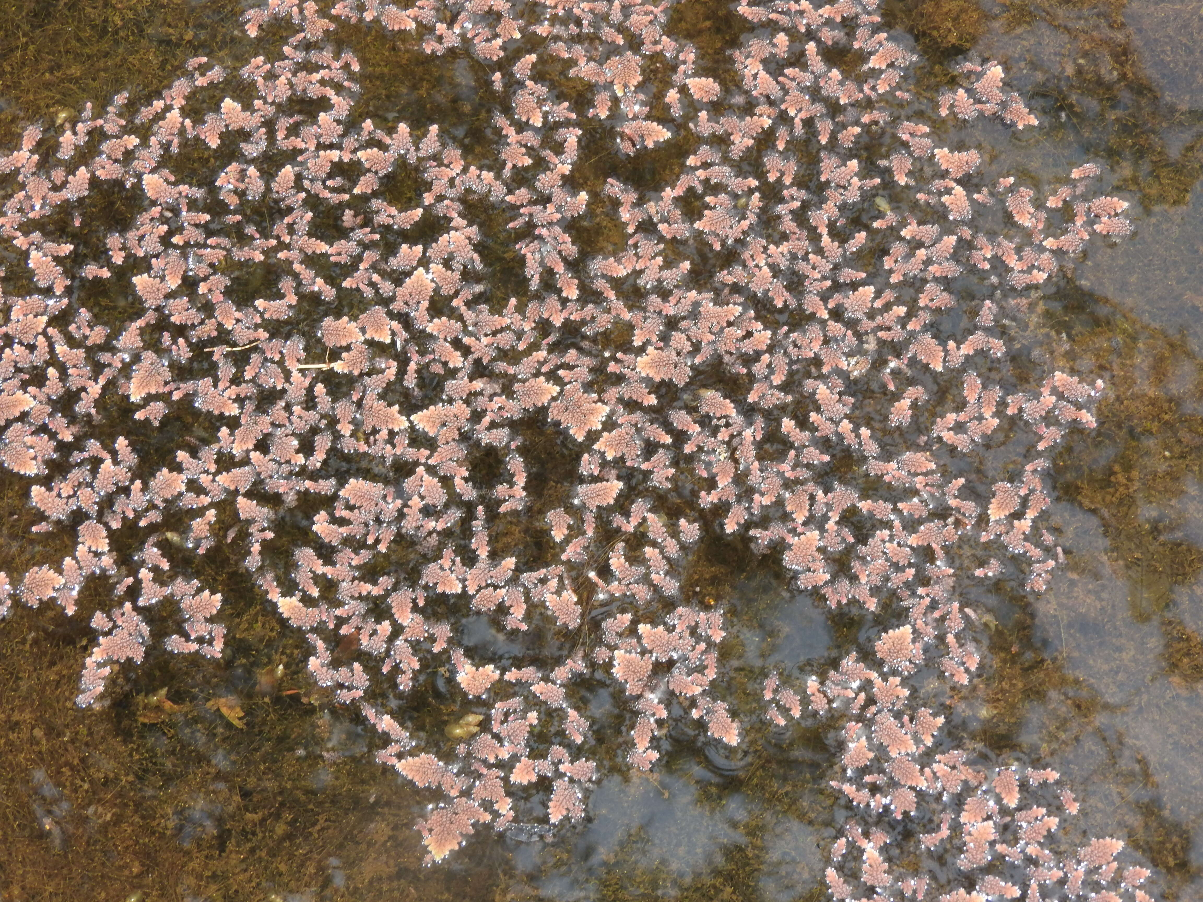 Image of feathered mosquitofern