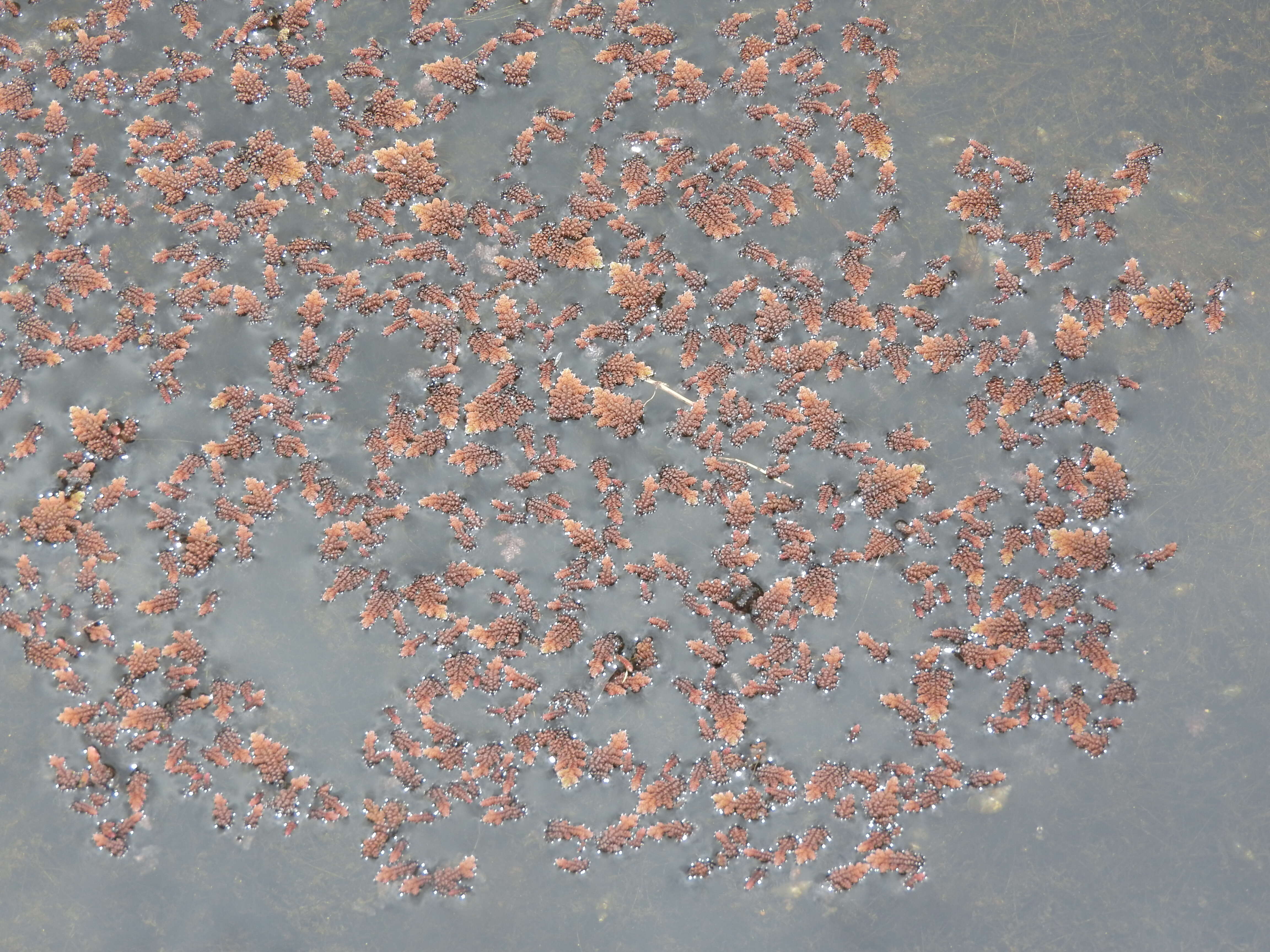 Image of feathered mosquitofern